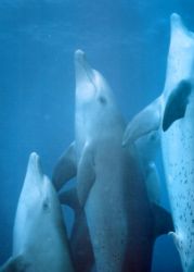 Male bonding by David Thompson 